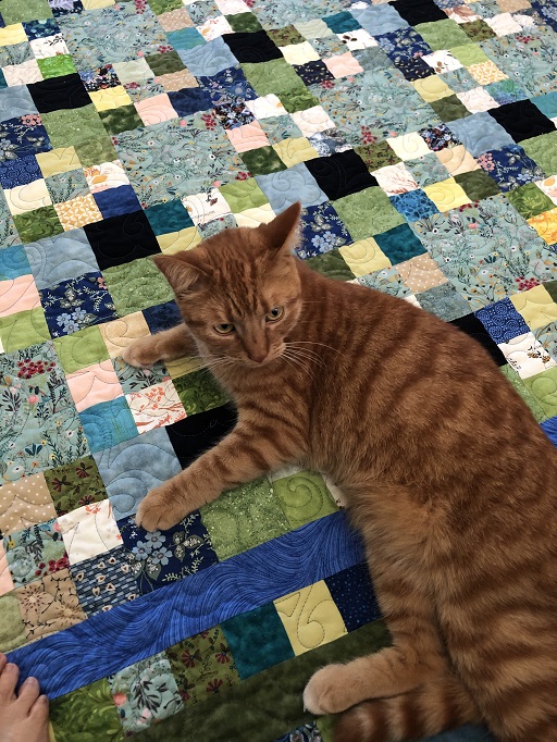 Archie the cat laying on a quilt