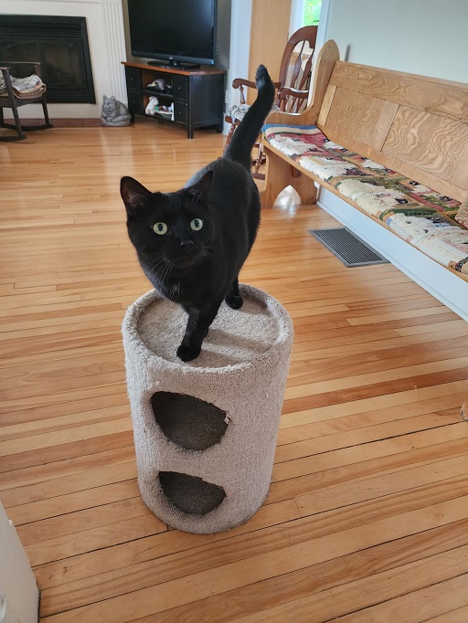 Bell the cat standing on a cat cubby