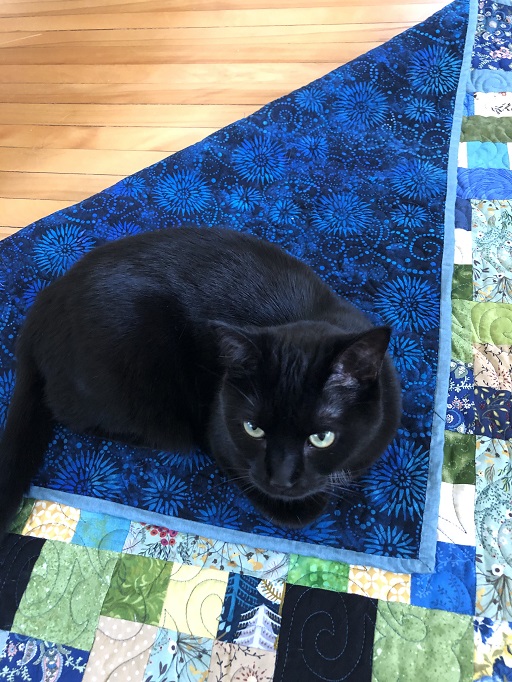 Bell the cat laying on a quilt